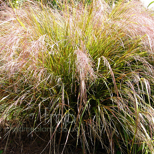 Big Photo of Stipa Arundinacea