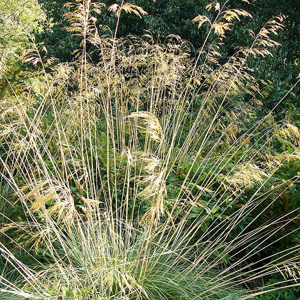 Big Photo of Stipa Gigantea