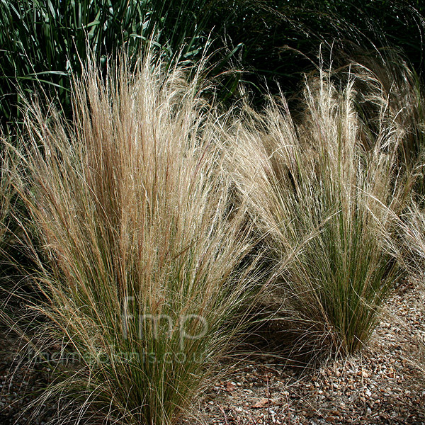 Big Photo of Stipa Tenuissima