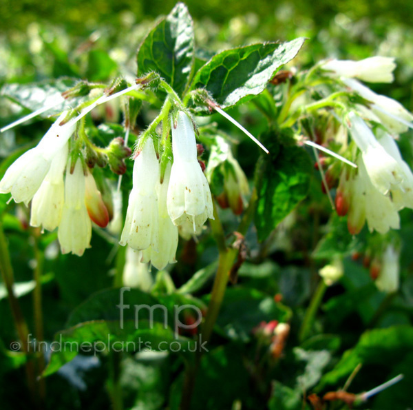 Big Photo of Symphytum , Flower Close-up