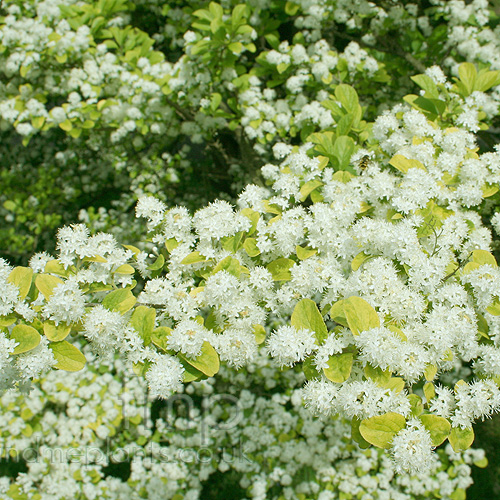 Big Photo of Symplocus Paniculata