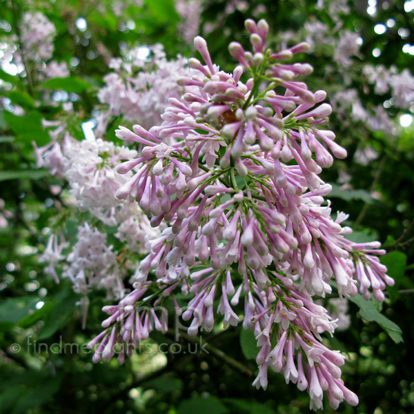 Big Photo of Syringa X Prestoniae, Flower Close-up