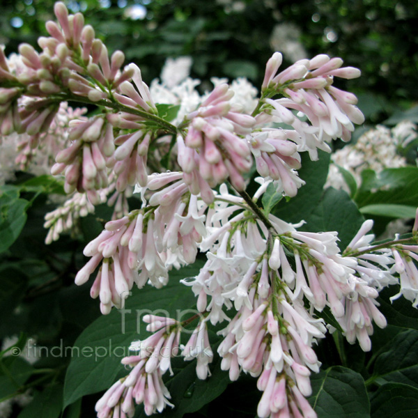 Big Photo of Syringa X Josiflexa, Flower Close-up