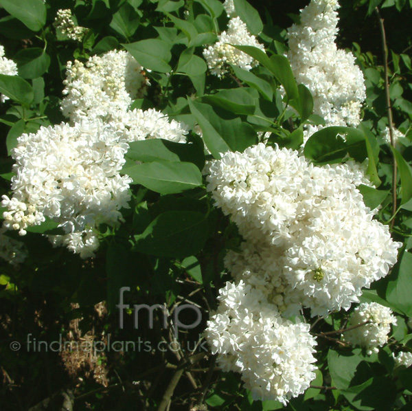 Big Photo of Syringa Vulgaris