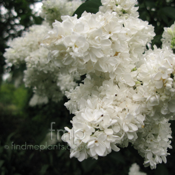 Big Photo of Syringa Vulgaris, Flower Close-up