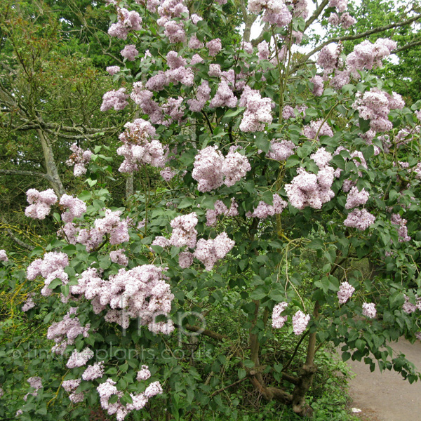 Big Photo of Syringa Vulgaris