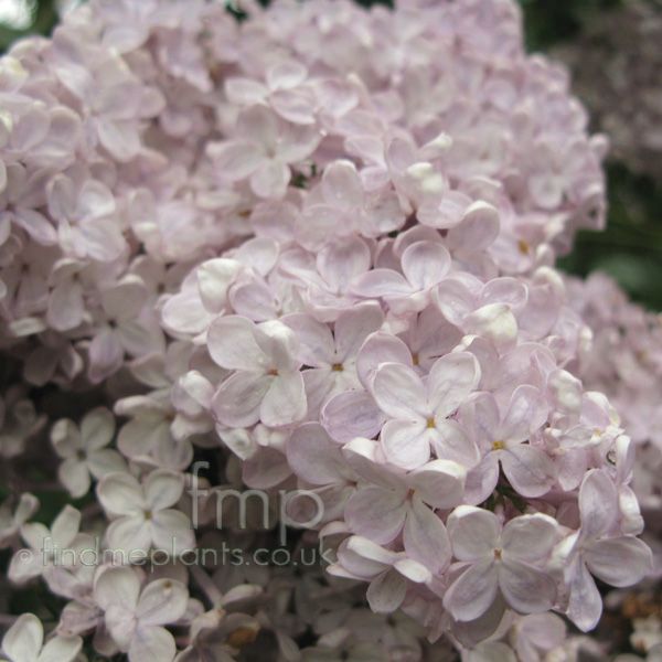 Big Photo of Syringa Vulgaris, Flower Close-up