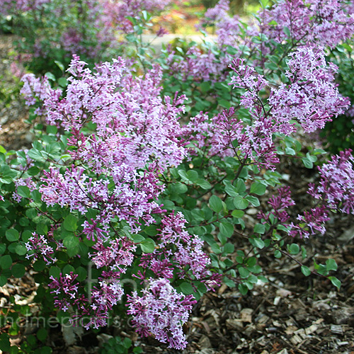 Ham selv desinfektionsmiddel Lad os gøre det Syringa - 'Red Pixie' (Lilac): Information, Pictures & Cultivation Tips