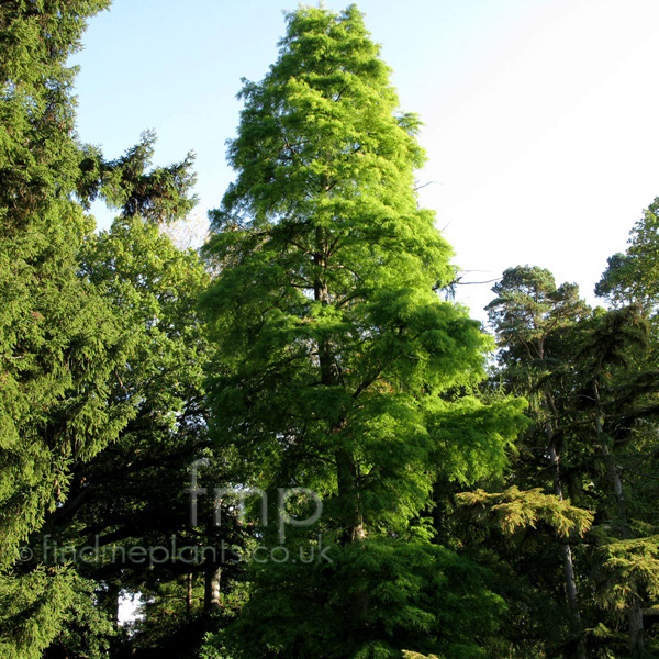 Big Photo of Taxodium Distichum