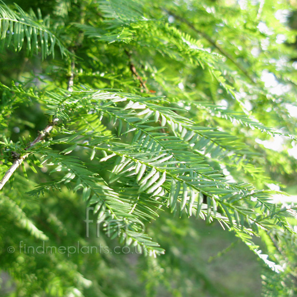 Big Photo of Taxodium Distichum, Leaf Close-up