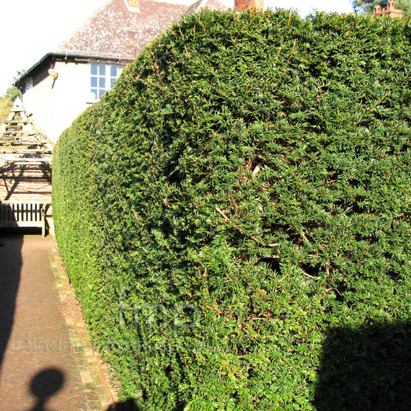 Big Photo of Taxus Baccata