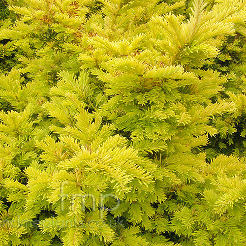 Big Photo of Taxus Baccata