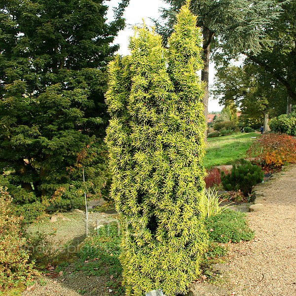 Big Photo of Taxus Baccata