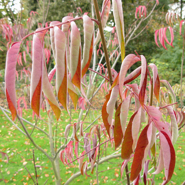 Big Photo of Tetradium Glabrifolium