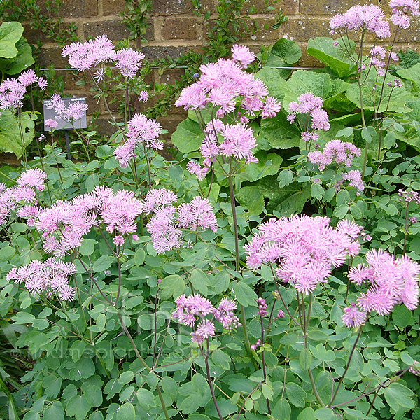 Big Photo of Thalictrum Aquilegifolium