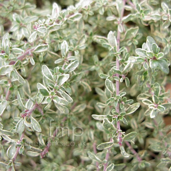 Big Photo of Thymus Citriodorus