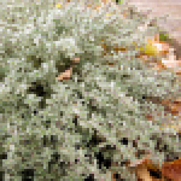Big Photo of Thymus Citriodorus