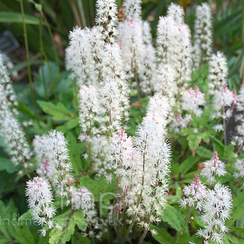 Big Photo of Tiarella 