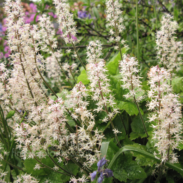 Big Photo of Tiarella , Flower Close-up