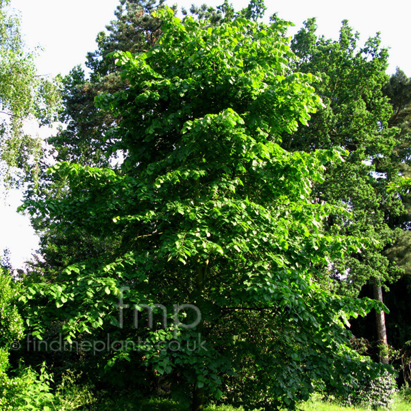 Big Photo of Tilia Heterophylla