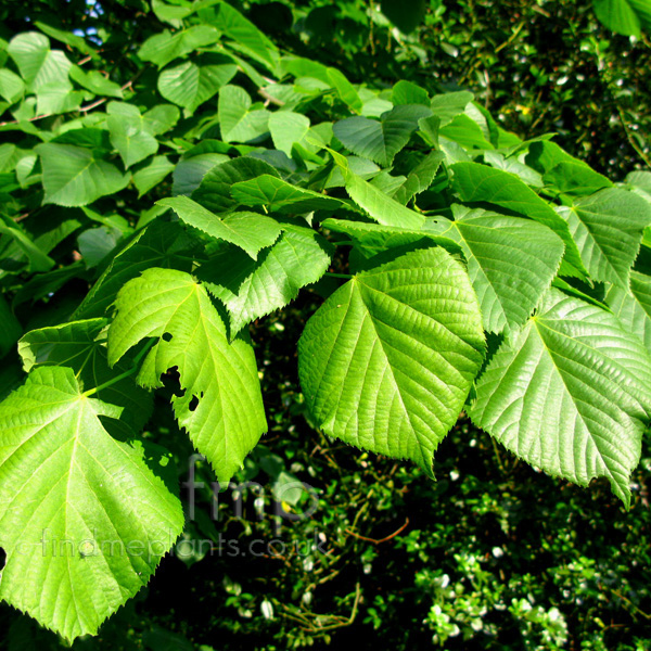 Big Photo of Tilia Heterophylla, Leaf Close-up