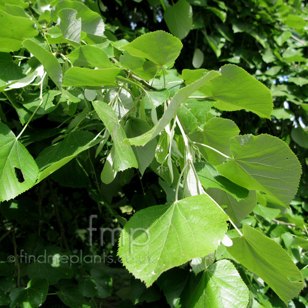 Big Photo of Tilia Petiolaris