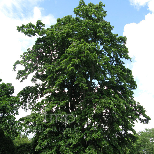 Big Photo of Tilia Petiolaris