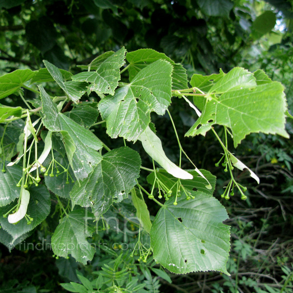 Big Photo of Tilia Platyphyllos, Leaf Close-up