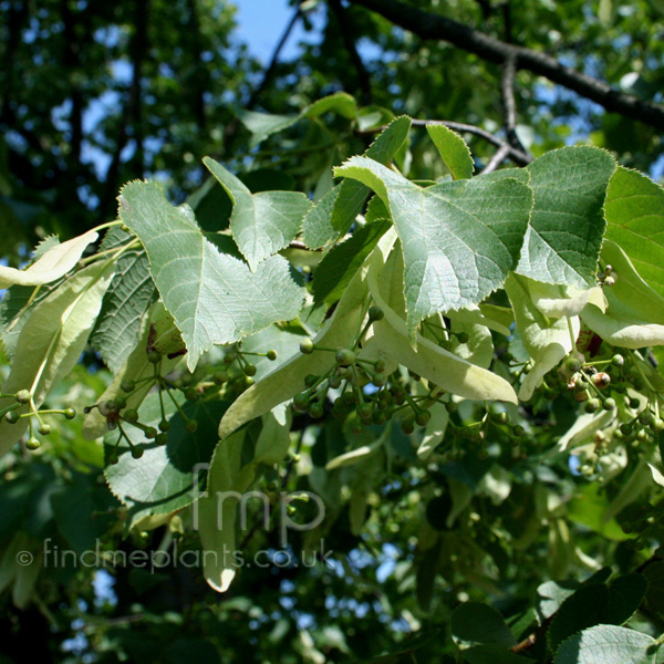 Big Photo of Tilia Vulgaris, Leaf Close-up