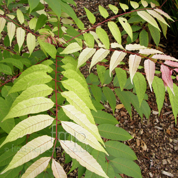 Big Photo of Toona Sinensis, Leaf Close-up