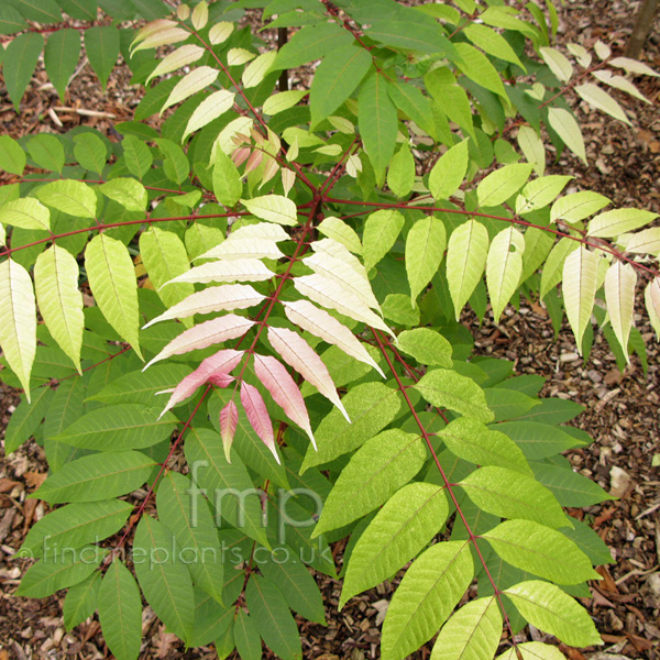 Big Photo of Toona Sinensis