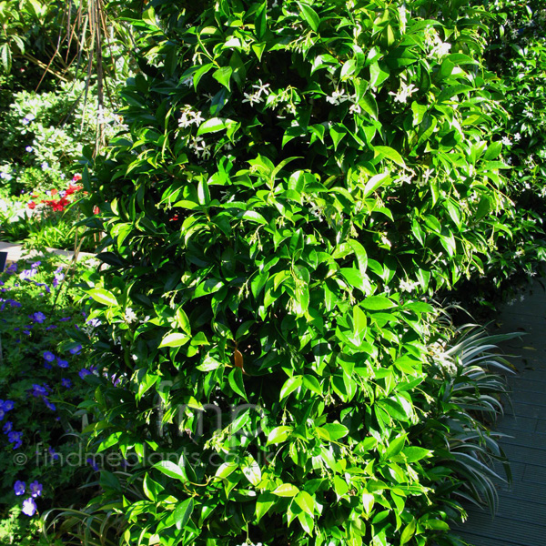 Big Photo of Trachelospermum Jasminoides