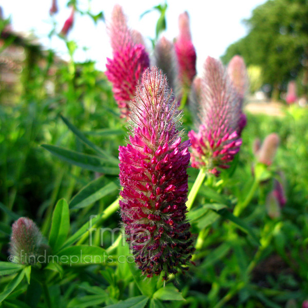 Big Photo of Trifolium Rubens, Flower Close-up