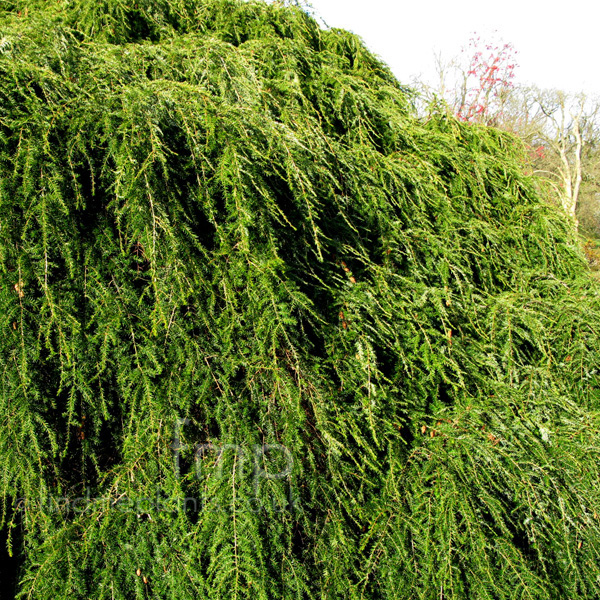 Big Photo of Tsuga Canadensis