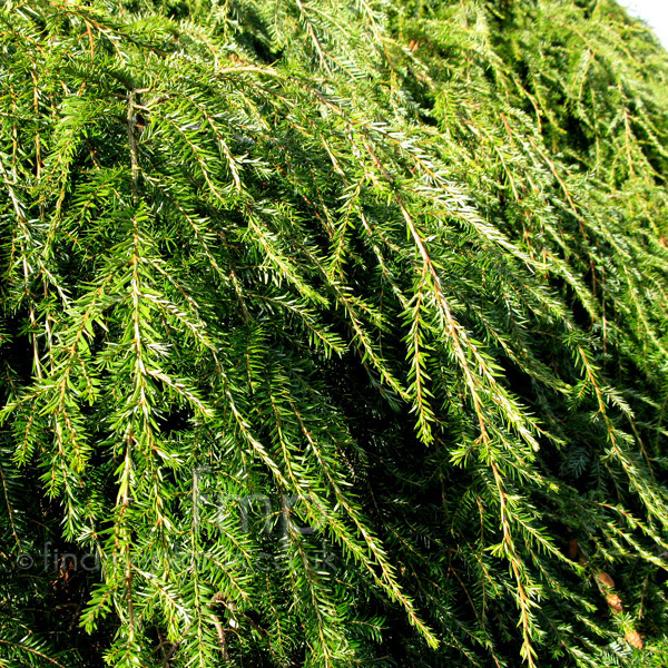 Big Photo of Tsuga Canadensis