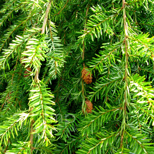 Big Photo of Tsuga Canadensis, Leaf Close-up