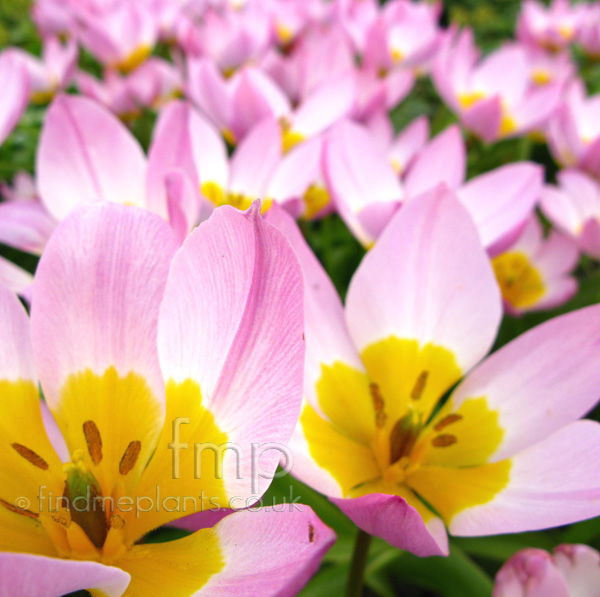 Big Photo of Tulipa 