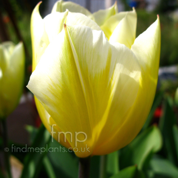 Big Photo of Tulipa 