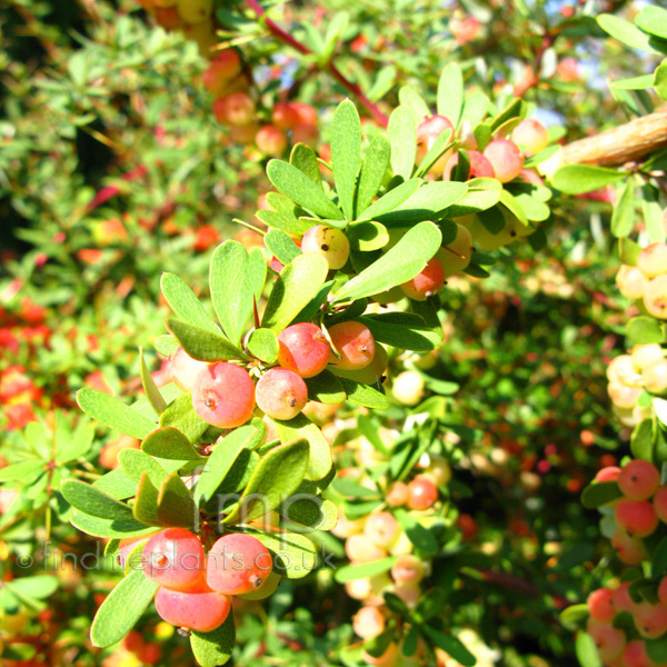 Big Photo of Vaccinium Moupinense