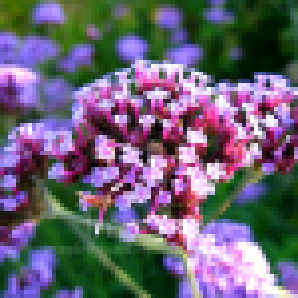 Big Photo of Verbena Bonariensis, Flower Close-up