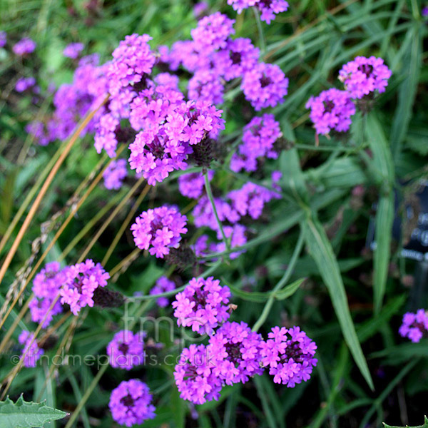 Big Photo of Verbena Rigida