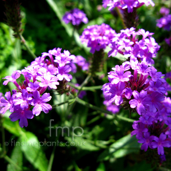 Big Photo of Verbena Rigida, Flower Close-up