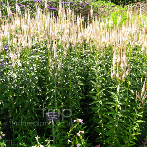 Big Photo of Veronicastrum Virignicum