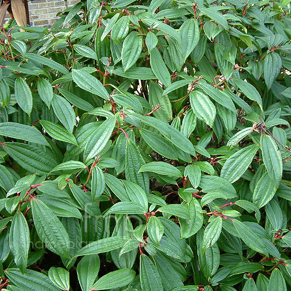 Big Photo of Viburnum Davidii