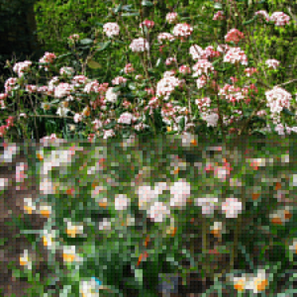 Big Photo of Viburnum X Burkwoodii