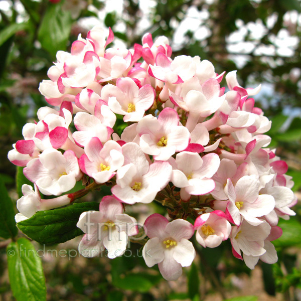 Big Photo of Viburnum X Burkwoodii