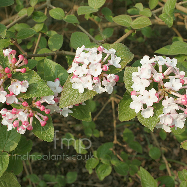 Big Photo of Viburnum Carlesii