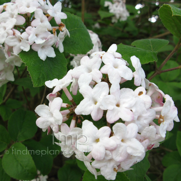 Big Photo of Viburnum Carlesii, Flower Close-up