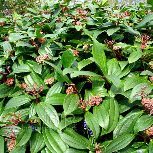 Big Photo of Viburnum Davidii