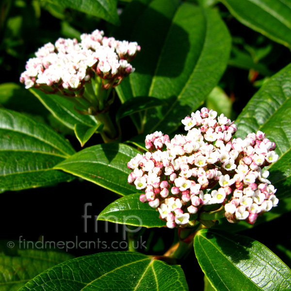 Big Photo of Viburnum Davidii, Flower Close-up